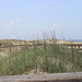 Sand Dunes.... Tybee Island,  Savannah, Georgia   USA