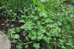 Geranium pyrenaicum