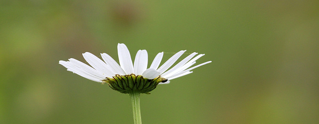 Les dessous de la marguerite.....