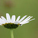 Les dessous de la marguerite.....