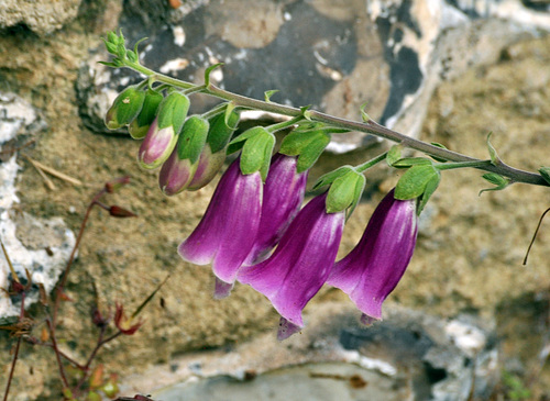 wall the Bostal Upper Beeding foxgloves 2019 DSC 5622