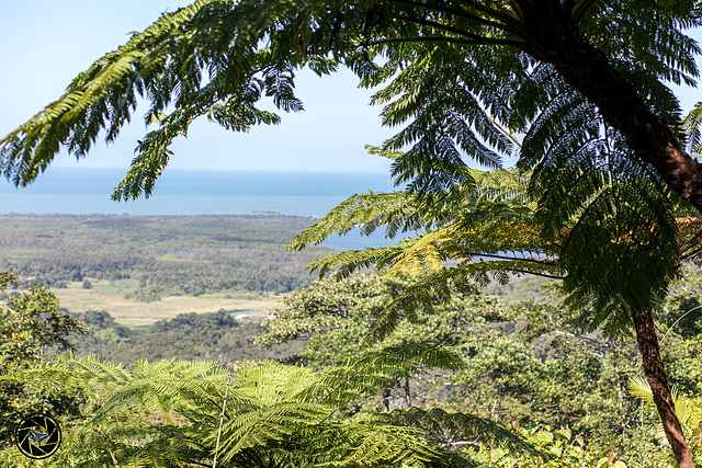 Tropical Forest