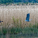 Heron being chased by an angry goose