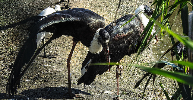 20190911 6187CPw [D~OH] Wollhalsstorch, Timmendorfer Strand