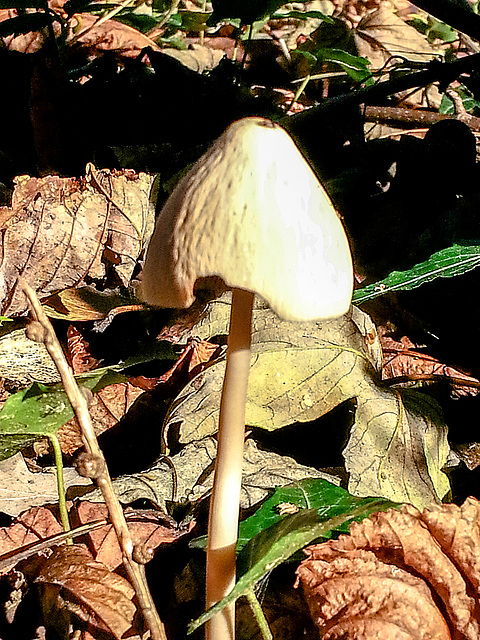 20161016 132255Hw [D~LIP] Pilz, Landschaftsgarten, Bad Salzuflen