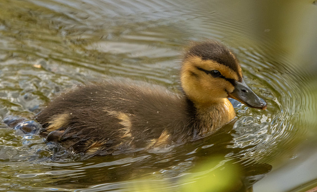 Mallard duckling