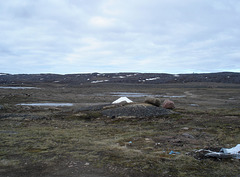 Paysage de l'Artique / Artic landscape