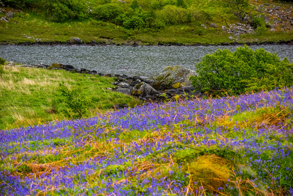 Bluebells