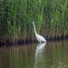 Great white egret
