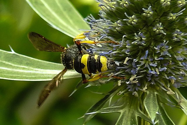 20230719 2435CPw [D~LIP] Flachblättriger Mannstreu (Eryngium planum), Bienenjagende Knotenwespe (Cerceris rybyensis), Bad Salzuflen