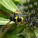 20230719 2435CPw [D~LIP] Flachblättriger Mannstreu (Eryngium planum), Bienenjagende Knotenwespe (Cerceris rybyensis), Bad Salzuflen