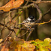 Coal tit