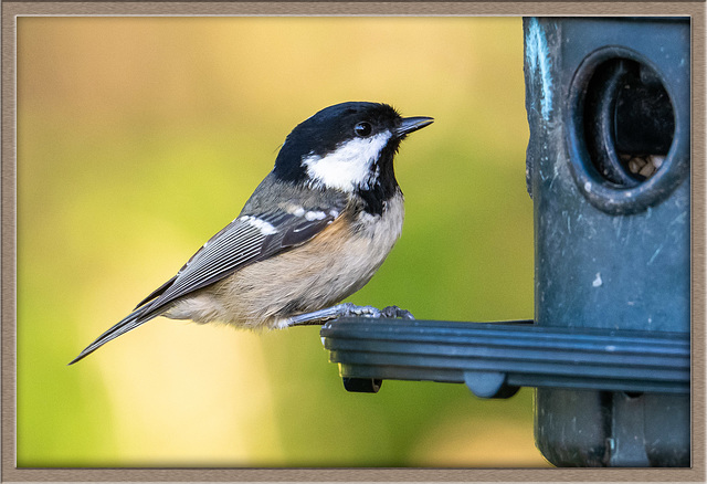 Coal tit