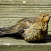 Blackbird juvenile in the sunshine