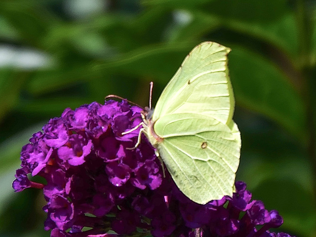 Brimstone (Gonepteryx rhamni) DSB 1393