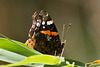 Red Admiral (Vanessa atalanta) DSB 2137