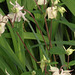 Even the pale pink canterbury bells are coming out