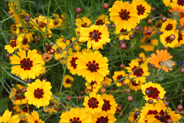 Yellow flowers