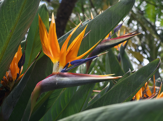 Flower bird shedding a tear