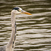 Heron close up 2