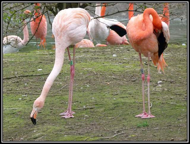 Flamingos (5)