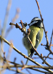 Comptage des oiseaux de jardin