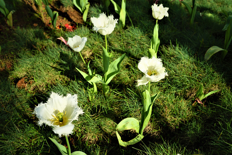 Tulipas