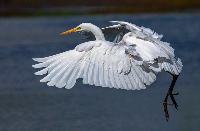 Great white egret