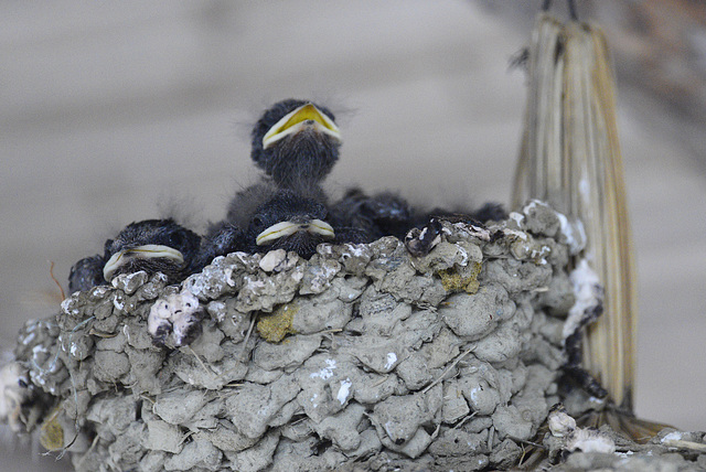 Hirundo rustica