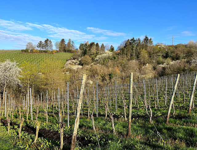 Weinberge im April