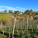 Weinberge im April