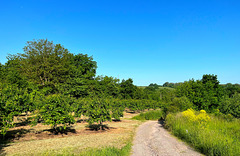 DE - Mülheim-Kärlich - Auf dem Streuobstwiesenweg