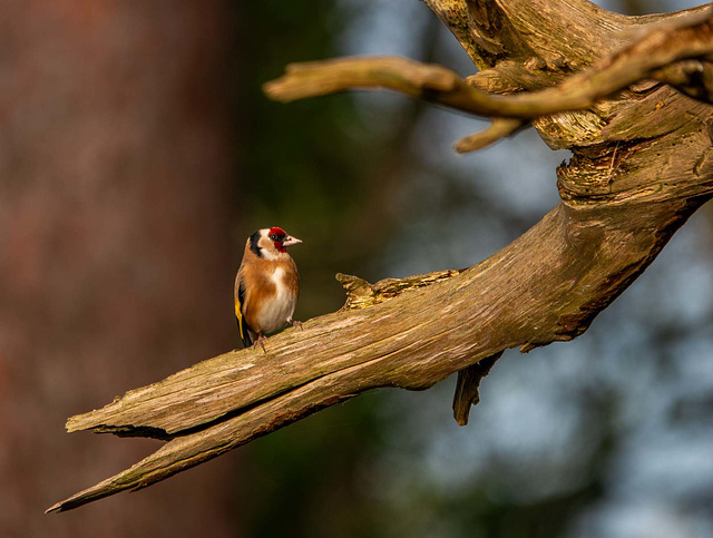 Goldfinch