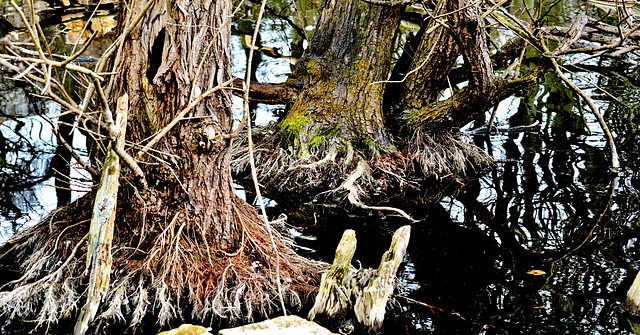 Roots in water 1