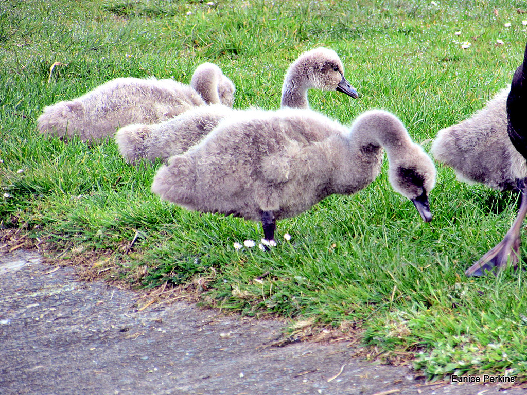 Cygnets.