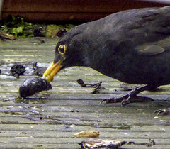 Blackbird with a slug