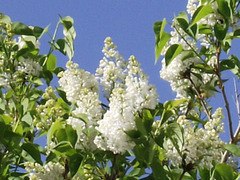 The scent from the white lilac is amazing