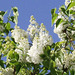 The scent from the white lilac is amazing