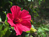 Red flower - Madeira Island