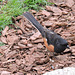 Male Eastern Towhee