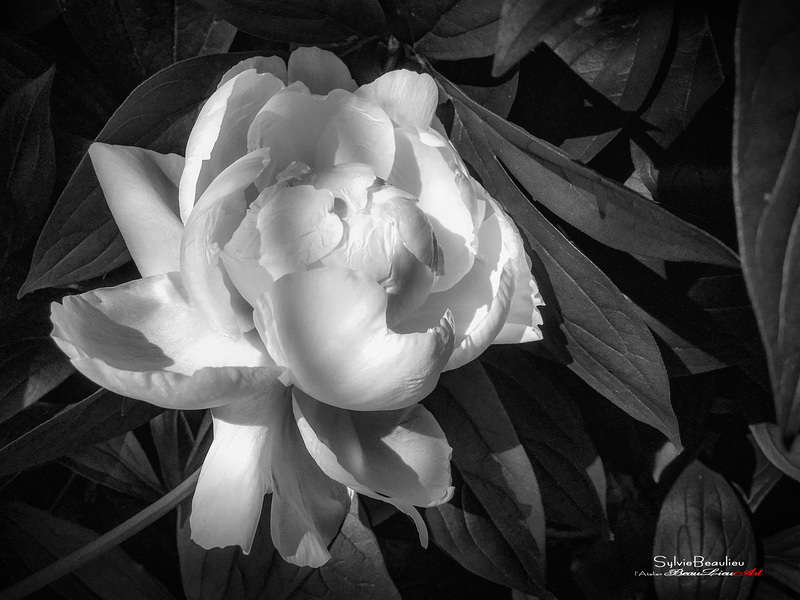 Peony, le perroquet effrayé IMG 0544