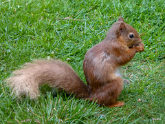 Red Squirrel moulting