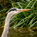 heron close up
