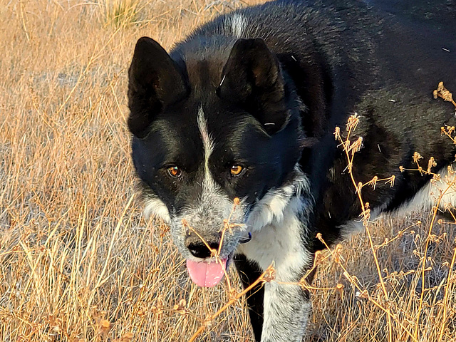 Brick, 13-14 years old