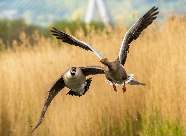 Greylag goose being chased by a Canada goose