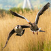 Greylag goose being chased by a Canada goose