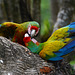 Guatemala, Quarrel of Parrots in the Chocón Machacas Protected Biotope