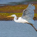 Great white egret