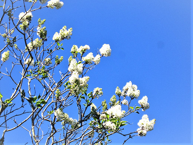 The lilacs have come out at last