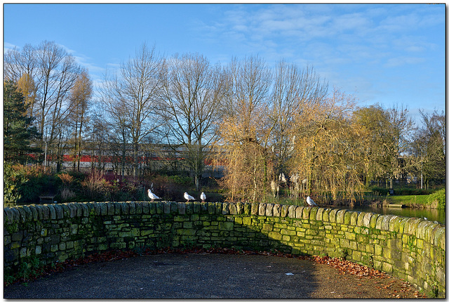 Park Seagulls